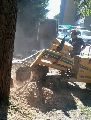 macht viele viele Sägespäne