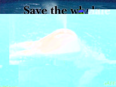 SaveTheWhale.jpg